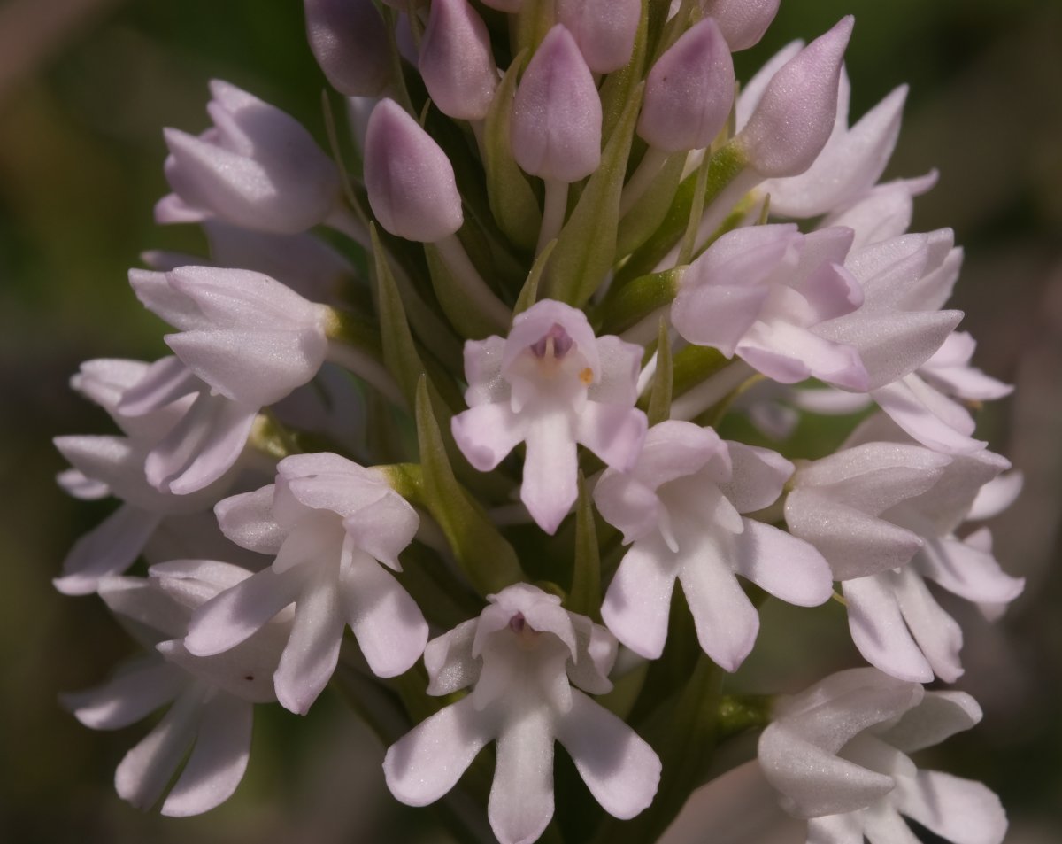 Ultime orchidee per quest''anno - Dalla Grecia con passione